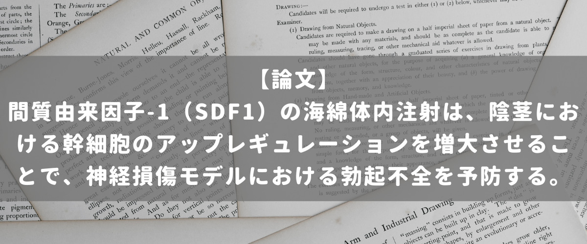  間質由来因子-1（SDF1）の海綿体内注射は、陰茎における幹細胞のアップレギュレーションを増大させることで、神経損傷モデルにおける勃起不全を予防する。 